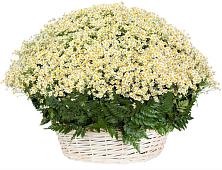 Цветочная композиция из Ромашки в корзине #REPLACE_PRED# Темясово